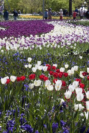 Field of tulips 2.jpg